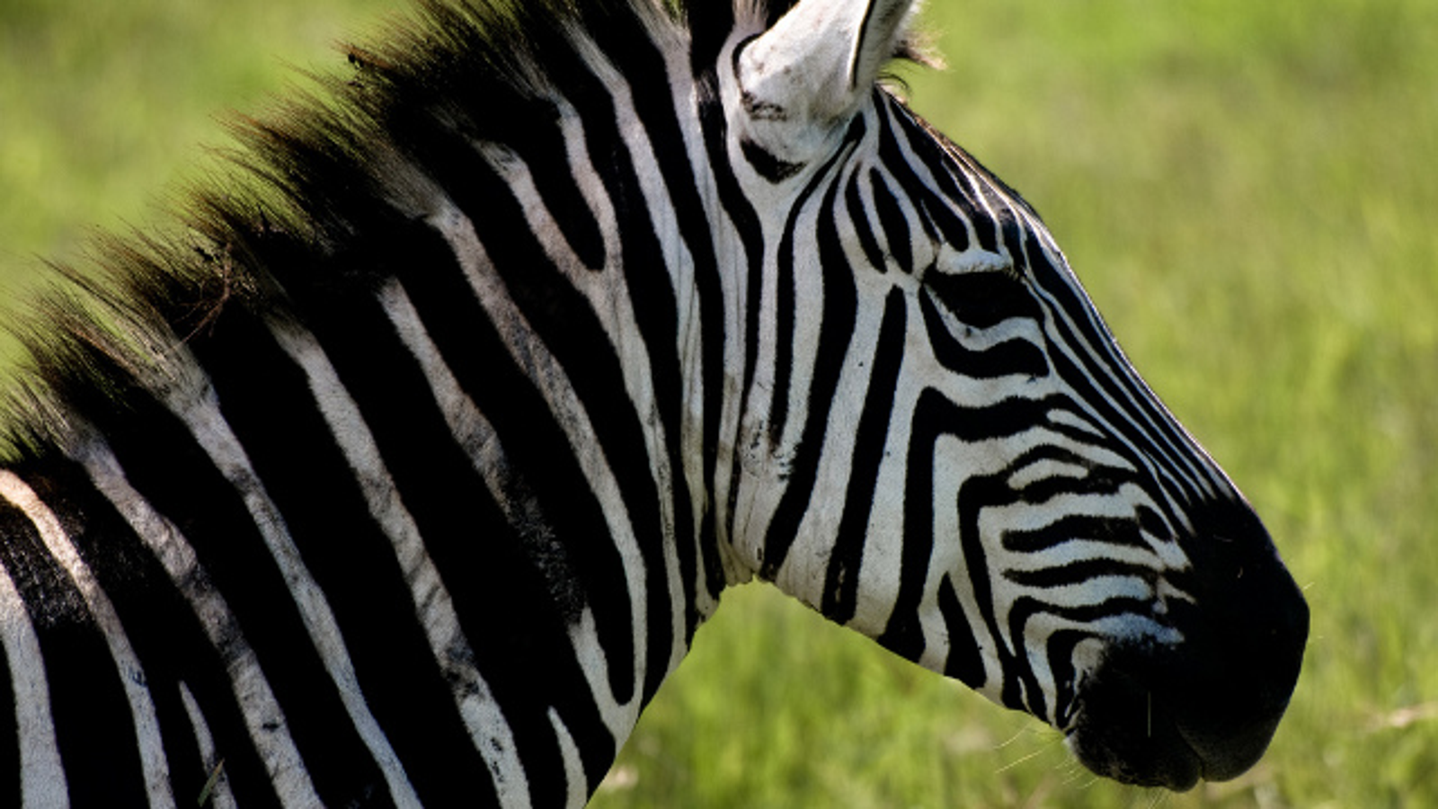 zebra stripes