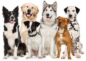 Illustration for article titled Attention Team Dog;