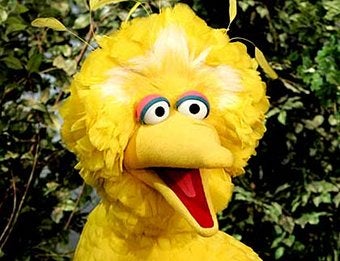 Illustration for article titled What Kind Of Bird Is Big Bird?