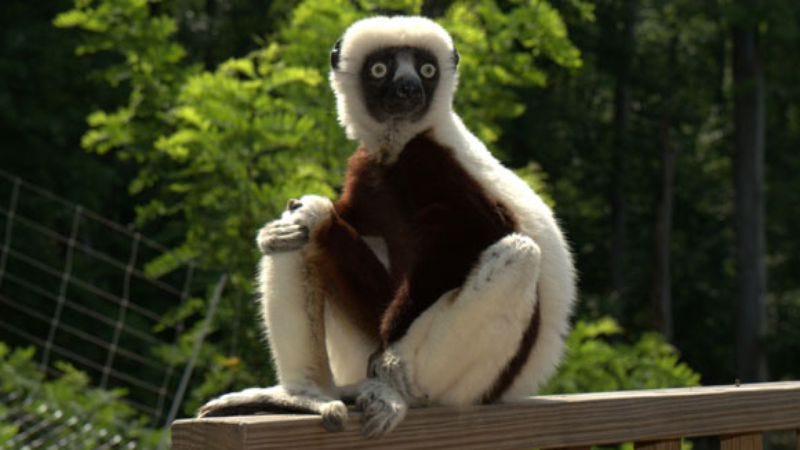 Illustration for article titled R.I.P. Jovian, the lemur from Zoboomafoo