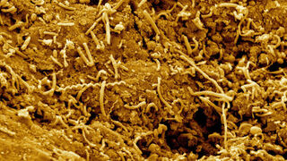 Ancient Microbes Found Alive Deep Beneath the Ocean Floor