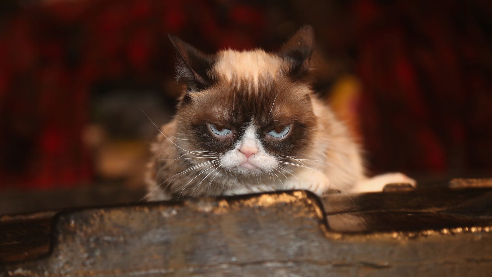 Grumpy Cat Wins 710000 Lawsuit Celebrates With A Joyous Frown