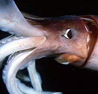 Giant Squids Invade The Dead Zones Of California