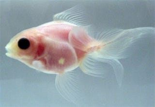 Illustration for article titled Transparent Goldfish Developed By Japanese To Reduce Unnecessary Dissections