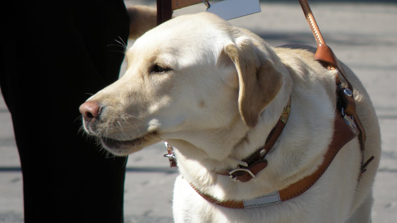 Don t Distract A Service Dog don-t-distract-a-service-dog