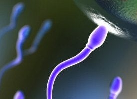 Illustration for article titled Radio-Controlled, Implantable Sperm Valve is New Vasectomy