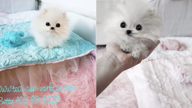 Illustration for article titled The World's Cutest Dog Cost $13,000 and Is Owned by Paris Hilton