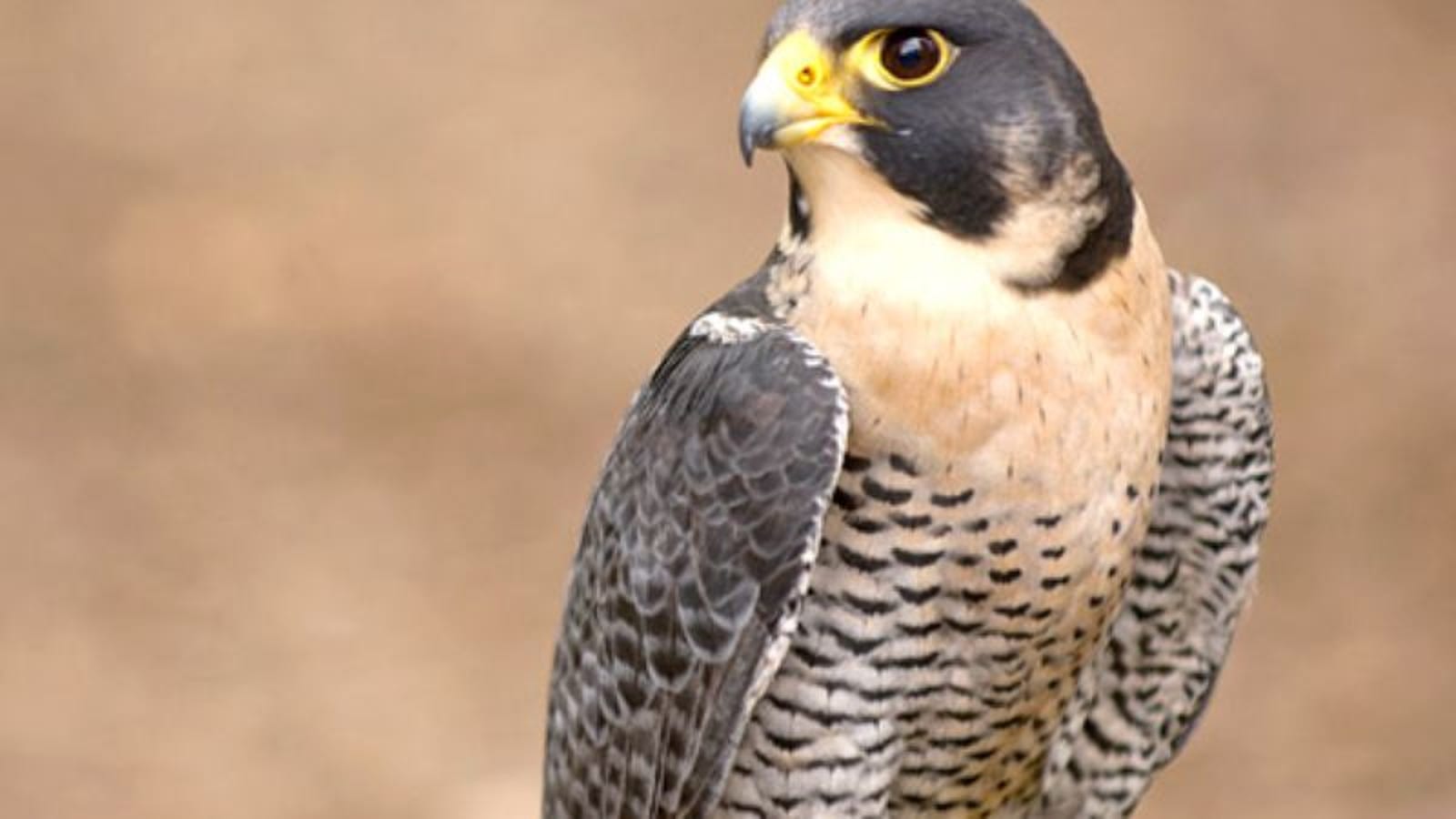 Peregrine Falcon Acting Pretty Cocky Since Being Taken Off ...