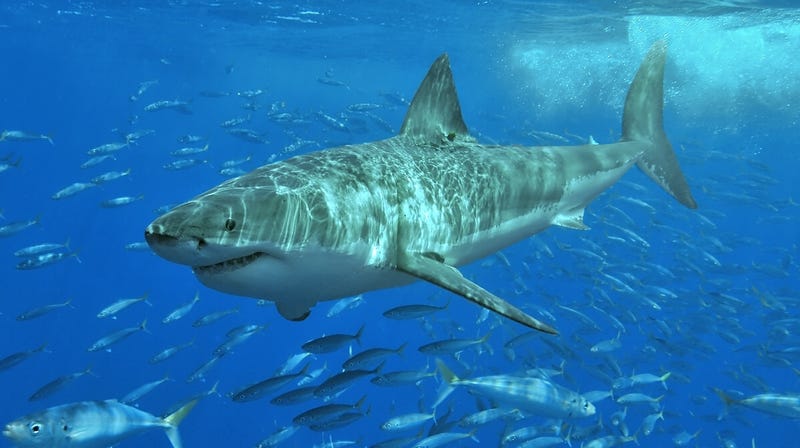 Image result for great white shark