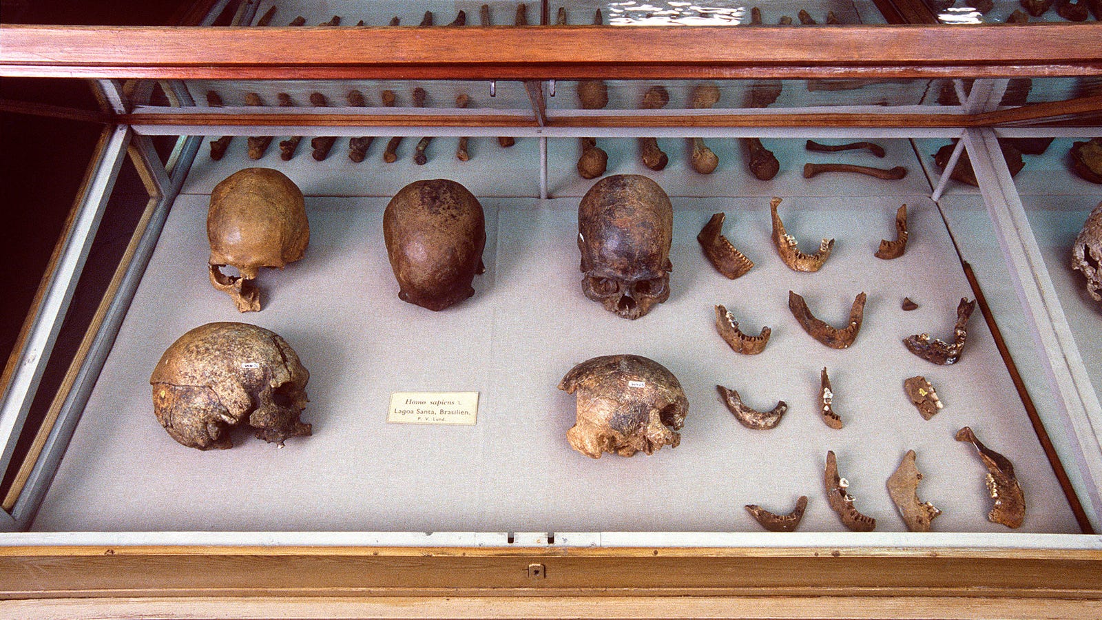 photo of Three New DNA Studies Are Shaking Up the History of Humans in the Americas image
