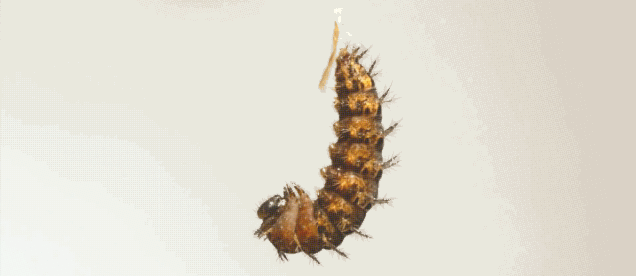 Caterpillar Metamorphosis Looks Even More Alien When You Speed It Up