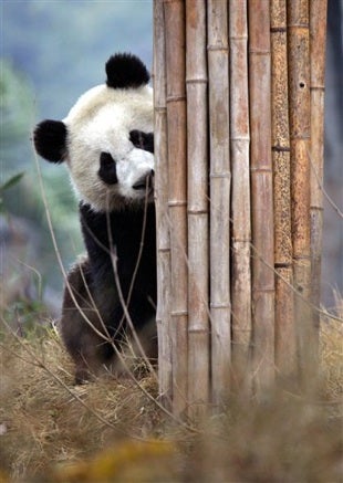 Free wild panda