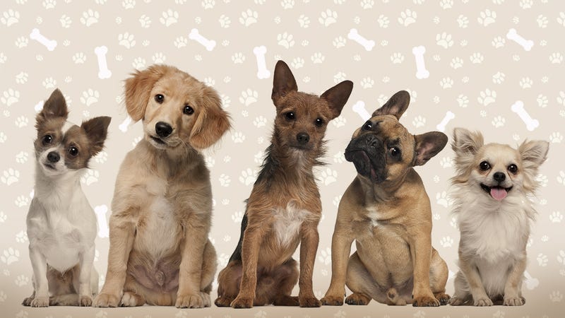 Where to Start When You've Decided You Want a Dog