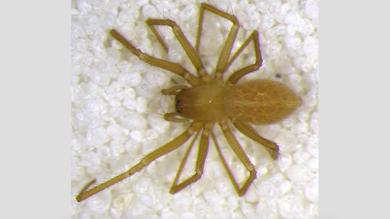 新的半透明蜘蛛在泥泞的印第安纳洞穴发现生命
