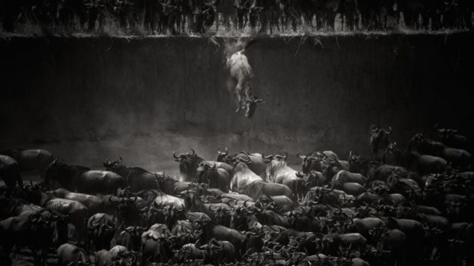 Las impresionantes fotos ganadoras del concurso de National Geographic