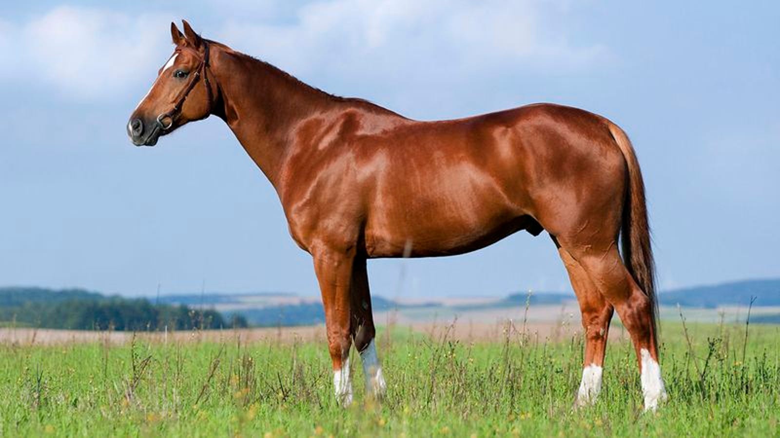 When I Started Writing ‘Game Of Thrones,’ I Didn’t Know What Horses