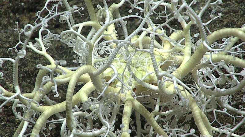 Check Out the Seriously Gnarly Creatures at the Bottom of the Mariana Trench