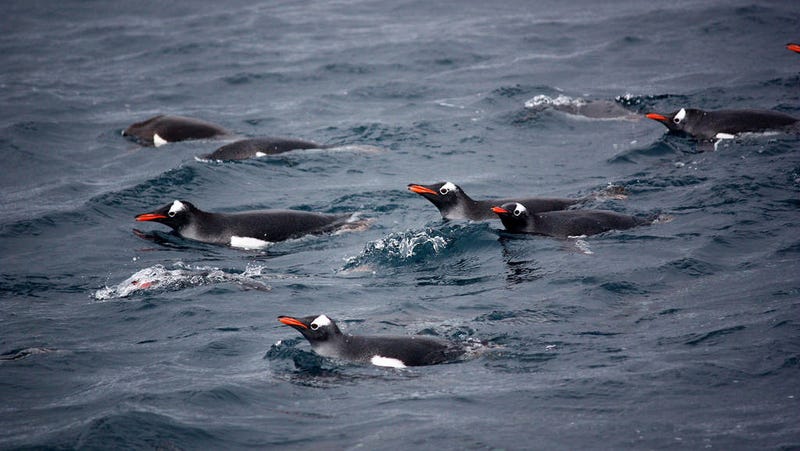Image: NOAA