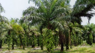 Perkebunan Kelapa Sawit