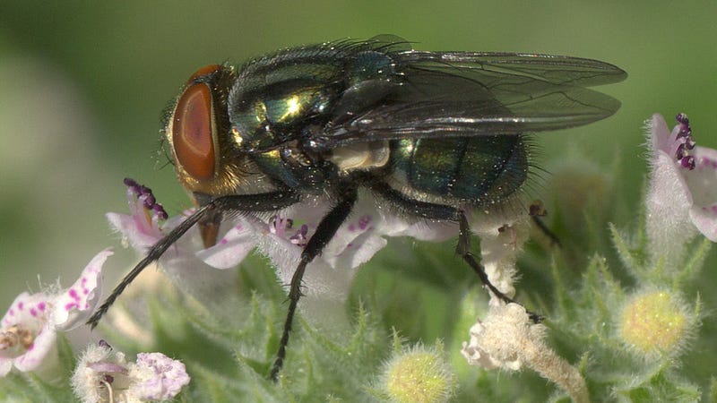 Florida Releases Millions of Sterile Flies to Combat Flesh ...