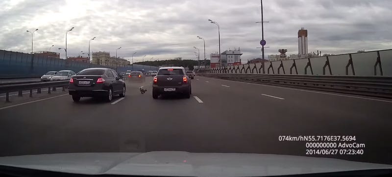 Illustration for article titled Dash Cam Catches Adorable Cat Causing Highway Mayhem