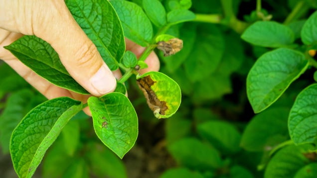 Take These Steps to Keep Diseases From Ruining Your Garden