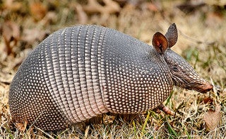 Resultado de imagen para armadillo de nueve bandas