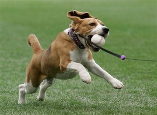 Illustration for article titled These Are Clapping Dogs, Rhythmic Dogs, First-Pitching Dogs, House Dogs, Street Dogs