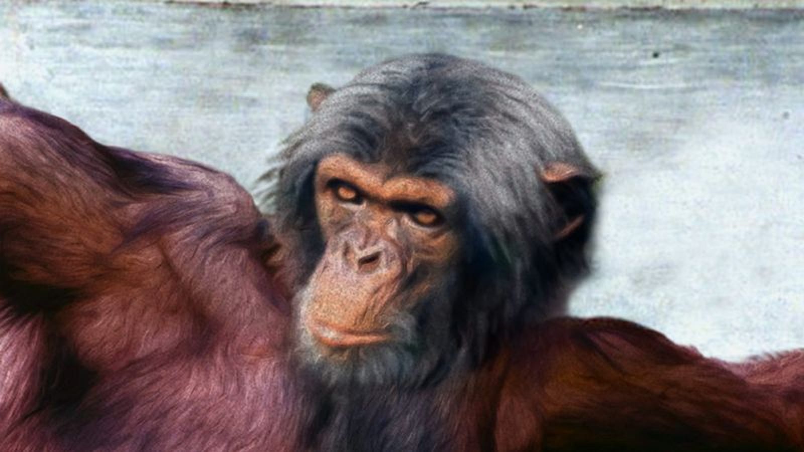 Biologists Confirm God Evolved From Chimpanzee Deity