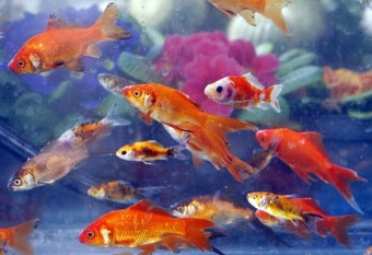 Illustration for article titled Woman Fries, Eats Ex's Goldfish • Judge Caught Masturbating At Hearing