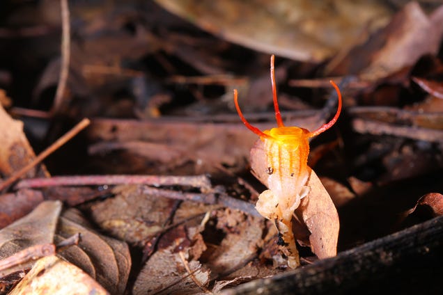 Mysterious New Plant Discovered in Museum Collection Is Probably Already Extinct