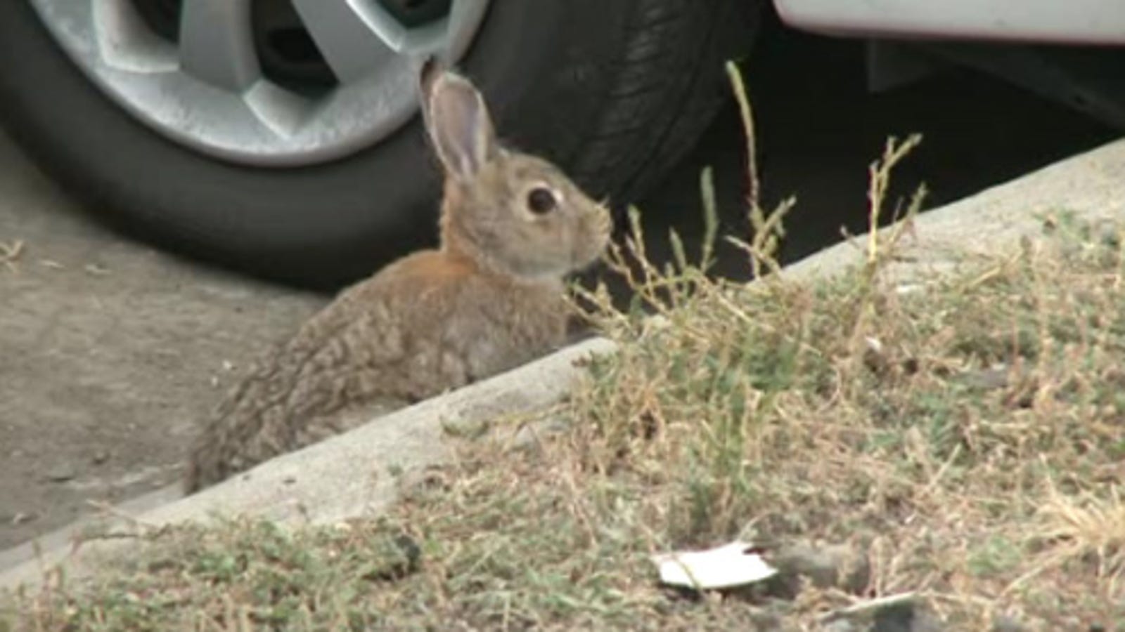 Denver Car Dealerships >> Car-Eating Rabbits Invade Denver Airport Denver Car Dealerships >> Car-Eating Rabbits Invade Denver Airport