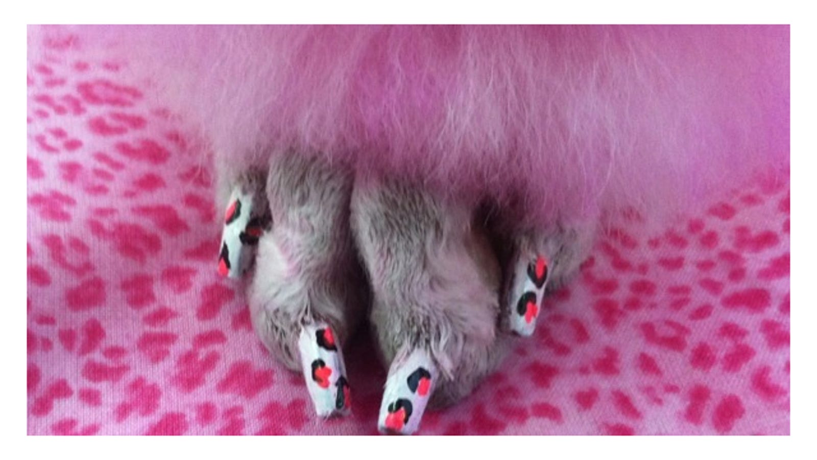 Now You Can Safely Paint Your Dog's Nails