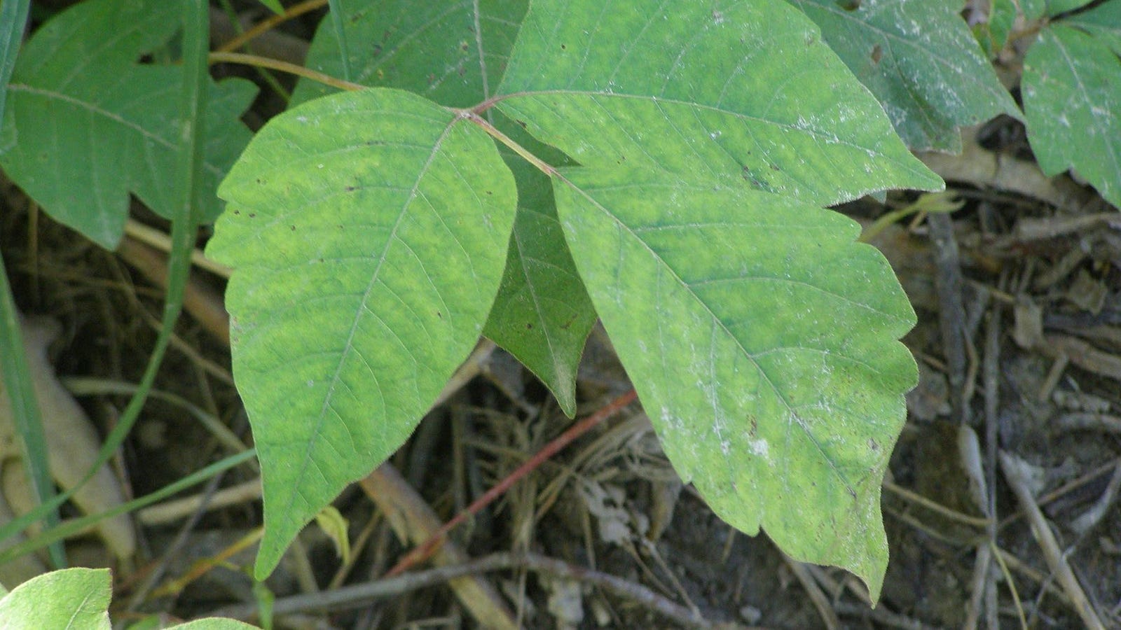 How to identify poison ivy