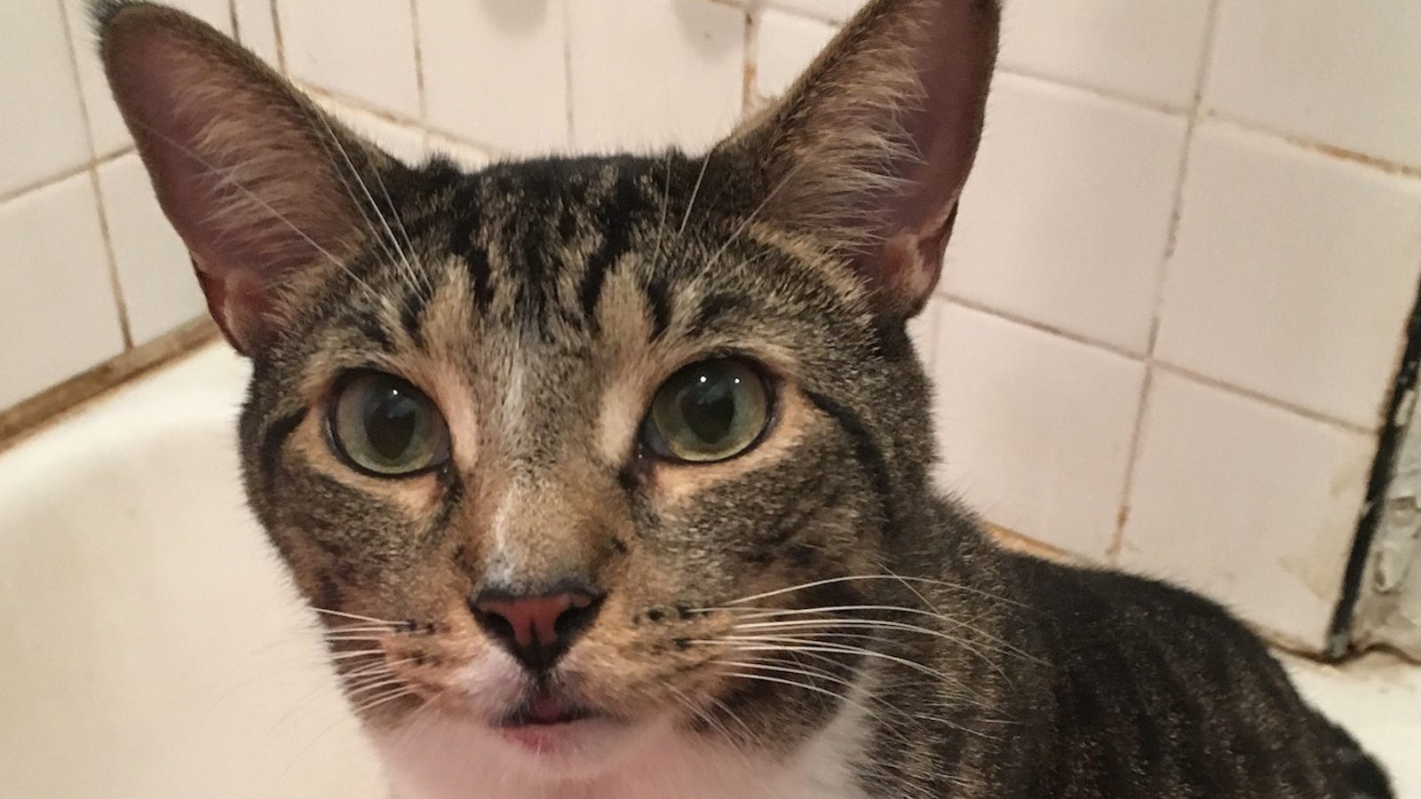 This Cat Is Fucked Up Bruh Does My Cat Look Fucked Up to You?