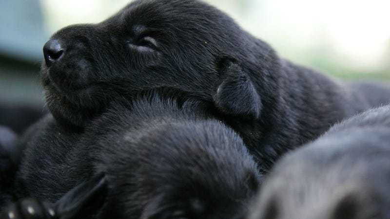 Not Kunxun, but a pile of police puppies in training because d’aww.