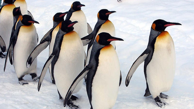 Illustration for article titled These Gay Penguins Should Sue If Their Adoption Doesn't Work Out
