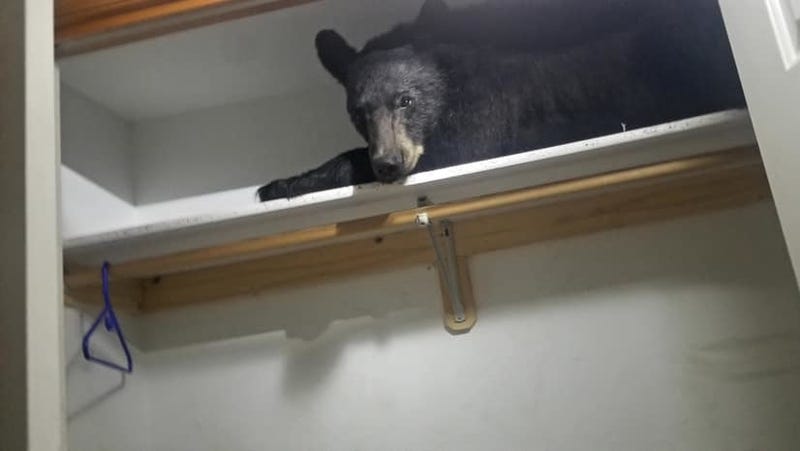 Illustration for article titled Bear Breaks Into Montana Home, Takes Nap On Shelf