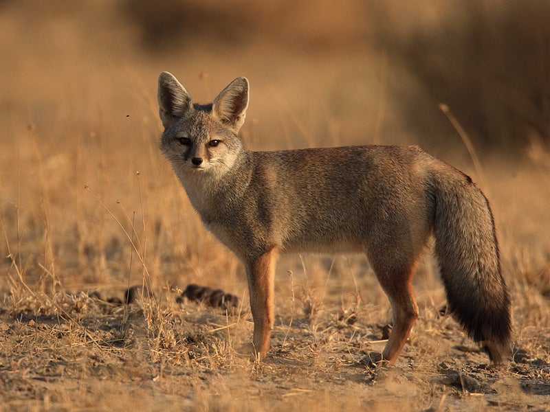 Wednesday Woof - Vulpes bengalensis Edition