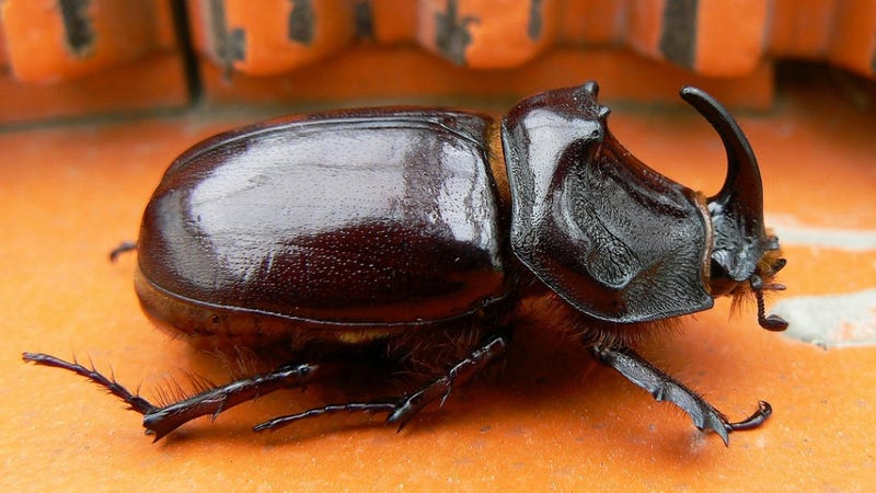 How does the rhino beetle's gigantic horn not totally mess with its