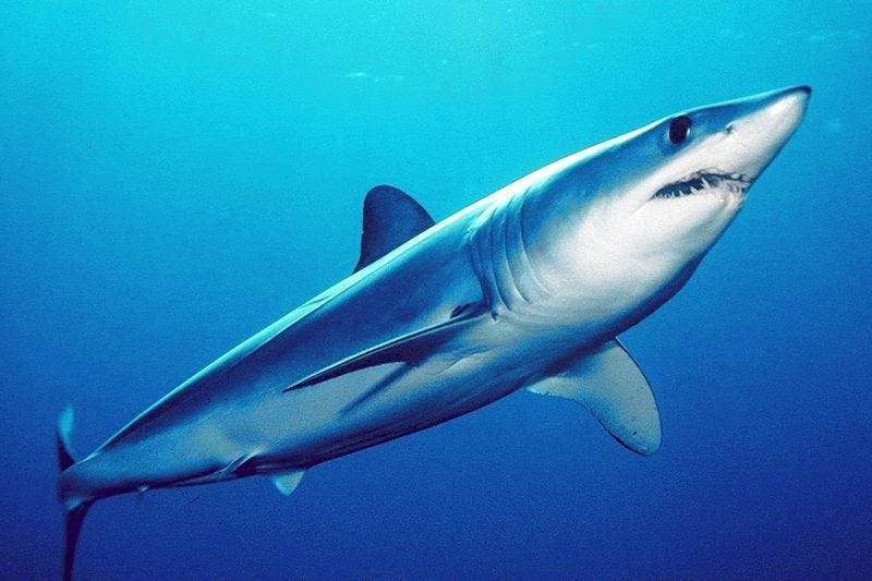 Sandpaper shark