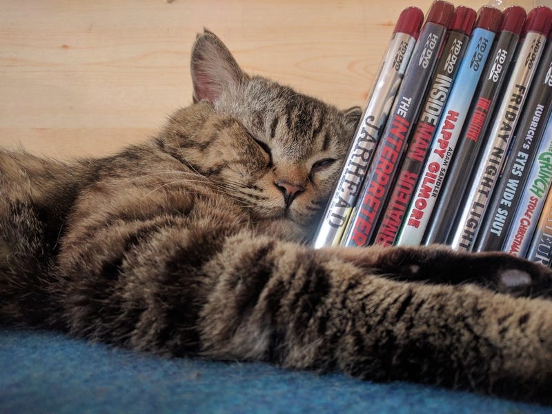 Illustration for article titled Cat casually enjoys HD-DVD collection...