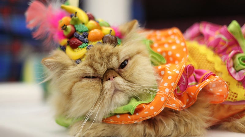 Illustration for article titled Have a flop and purr at this chronicle of the Algonquin Hotel's annual cat fashion show