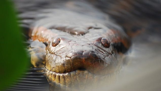 Why It Pays To Be A Small Male If You're Going To A Snake Orgy