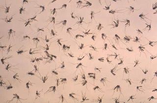 Illustration for article titled What If Every Mosquito On Earth Went Extinct Tomorrow?
