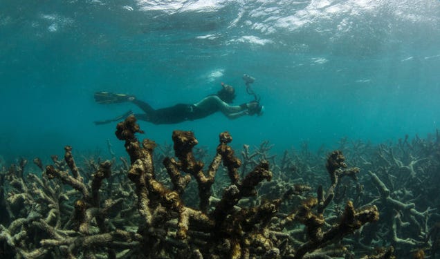 Dead coral around Lizard Island after the coral bleaching event on the Great Barrier Reef in May 2016. Image: XL Catlin Seaview Survey