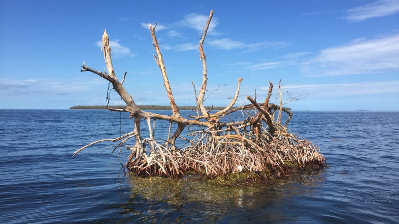 A battered ‘mangrove island’ spotted in Florida Bay after Hurricane Irma tore through. Image: Steve Davis