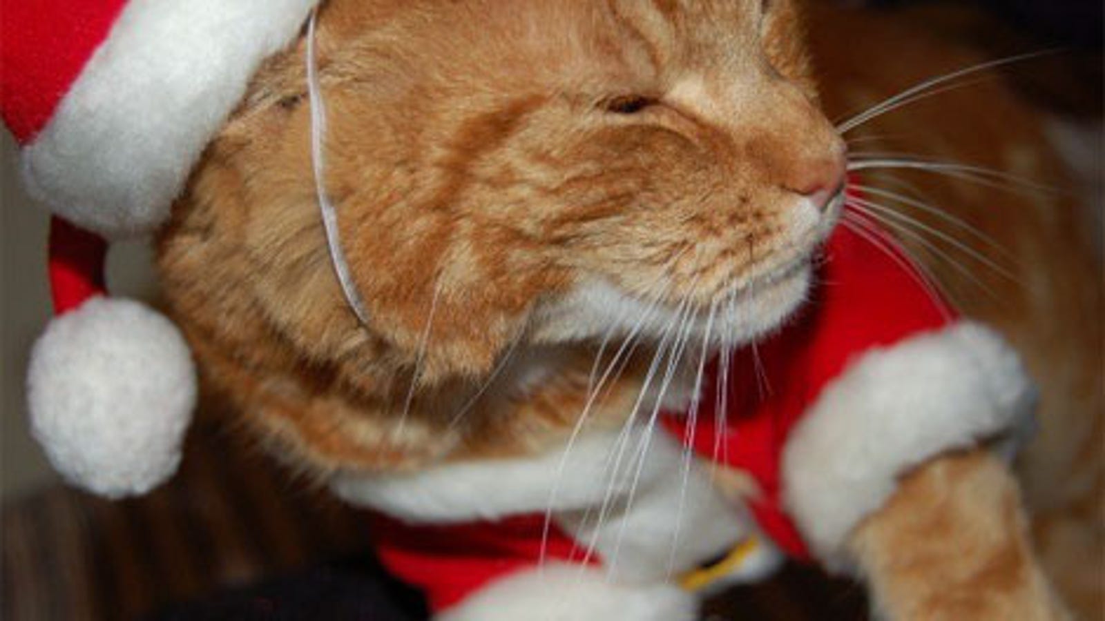 Even Ginger Cats Have The Christmas Spirit
