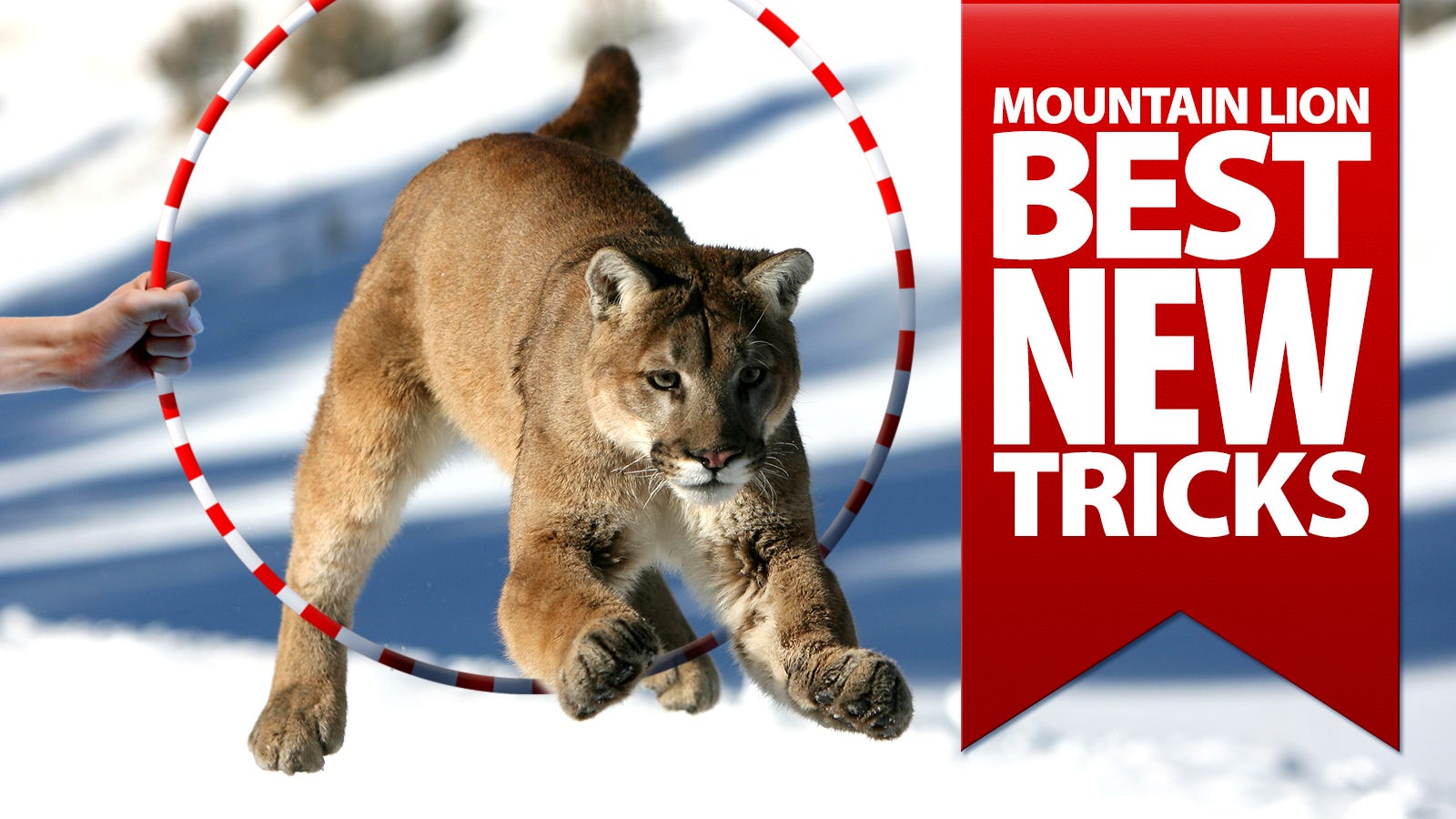 OS X Mountain Lion's Best 10 Tricks: The How-To Video Guide