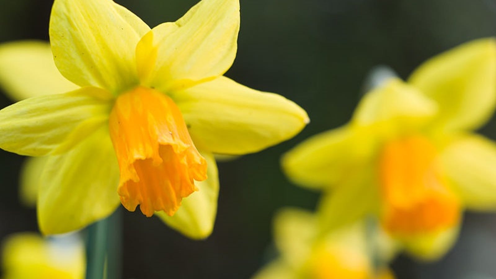 Daffodils Are Getting Revenge on Florists With Ground-Up Kidney Stones